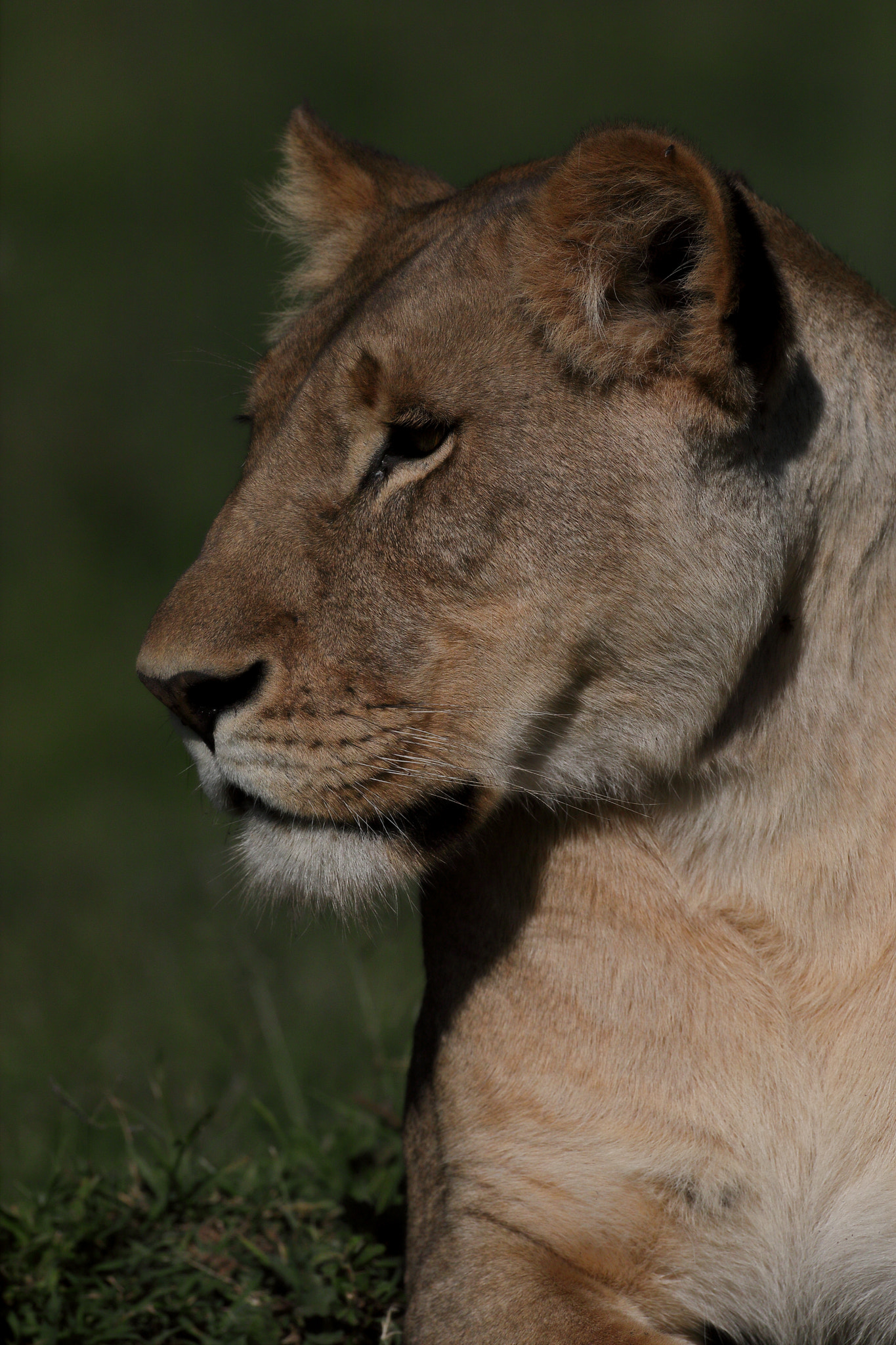Canon EOS 5D Mark IV + Canon EF 500mm F4L IS USM sample photo. Lioness photography