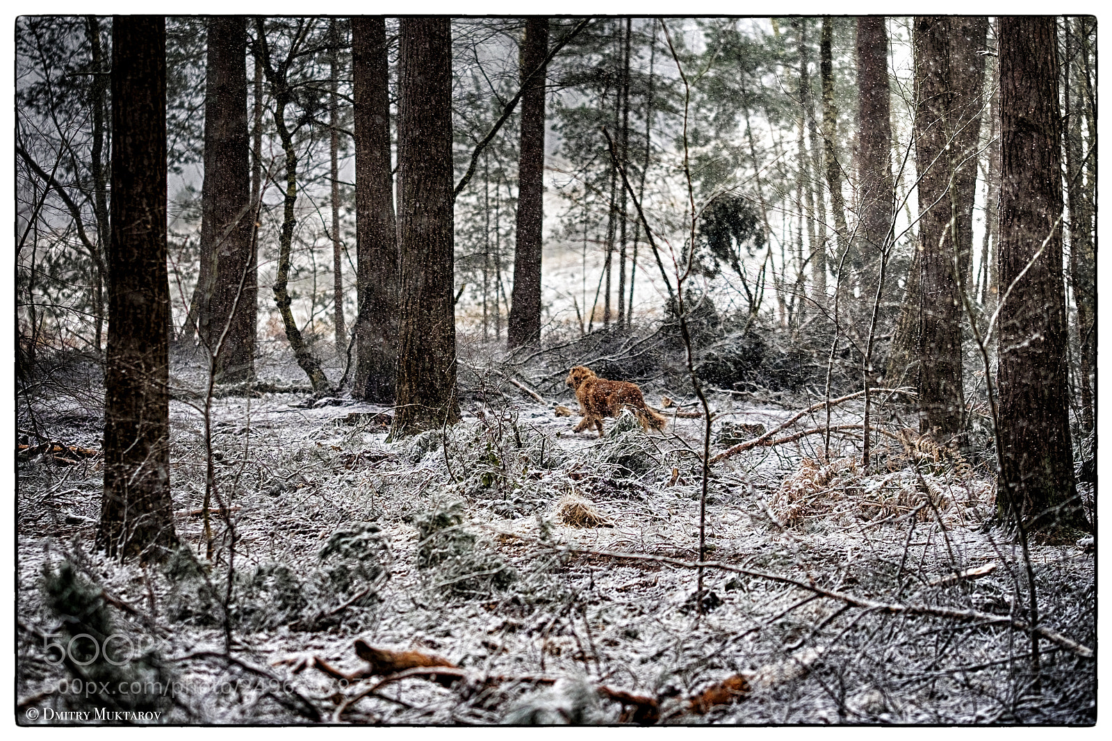 Fujifilm X-T1 sample photo. Snow and  labrador photography