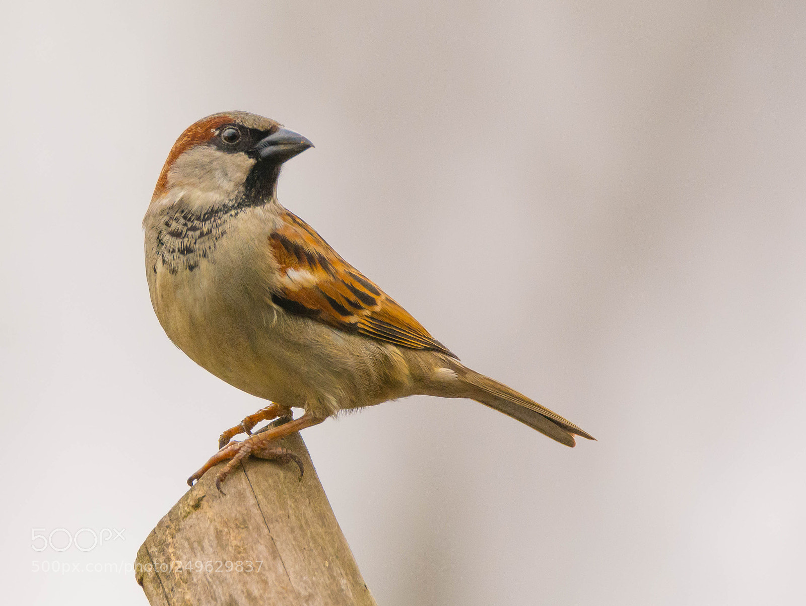 Nikon D7100 sample photo. "me common, no way" photography