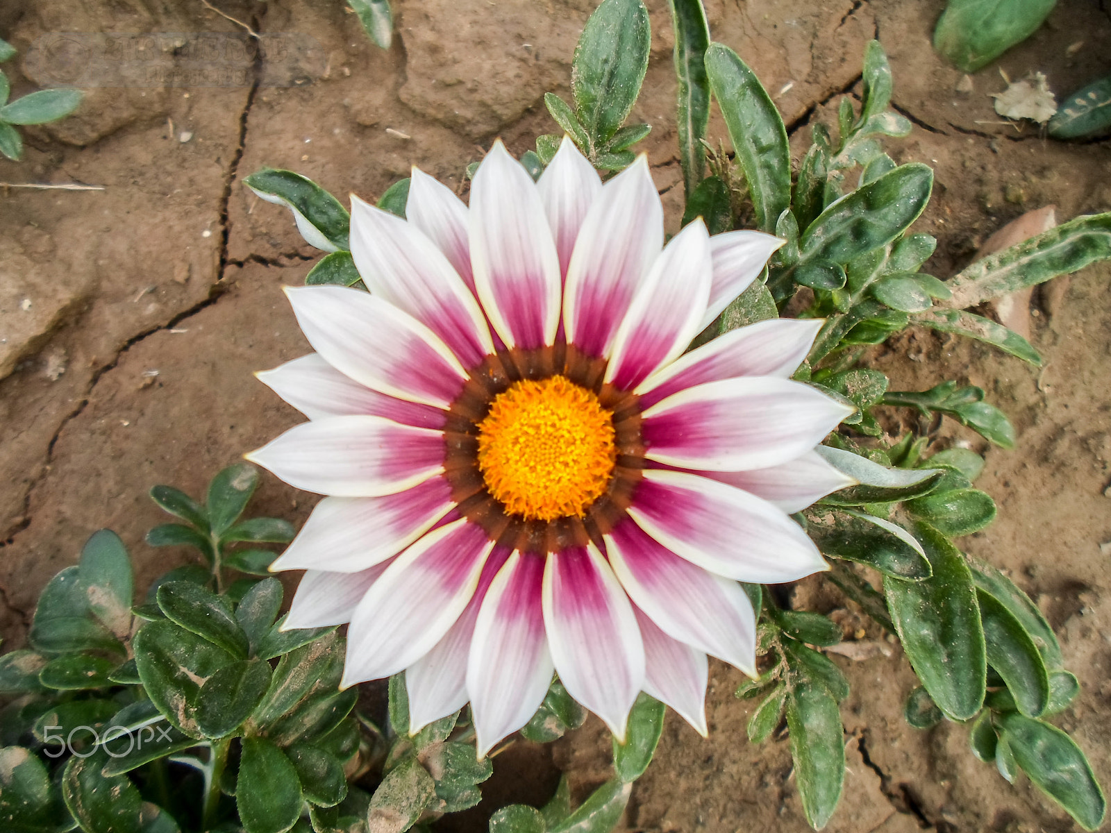 Samsung ST66 / ST68 sample photo. White daisy flower photography