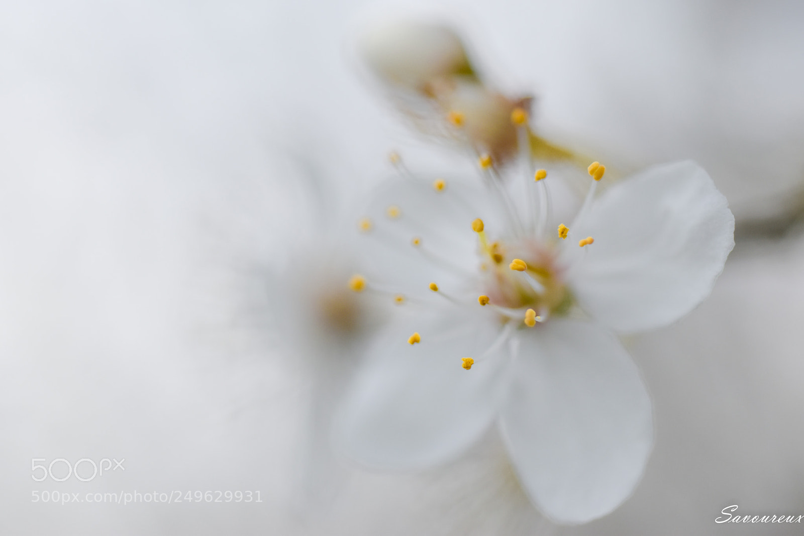 Nikon D5500 sample photo. *** photography