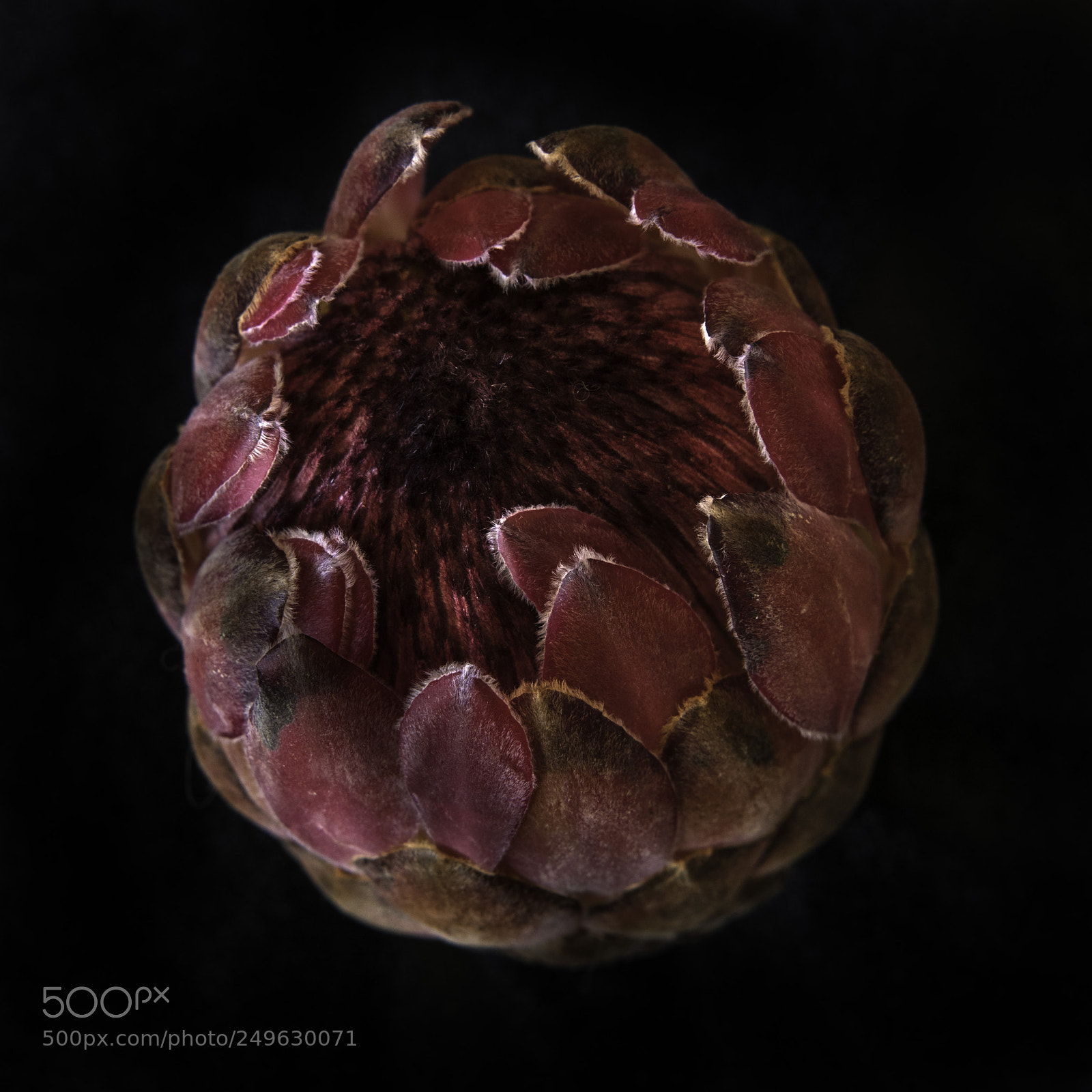 Nikon D810 sample photo. Protea - national flower photography