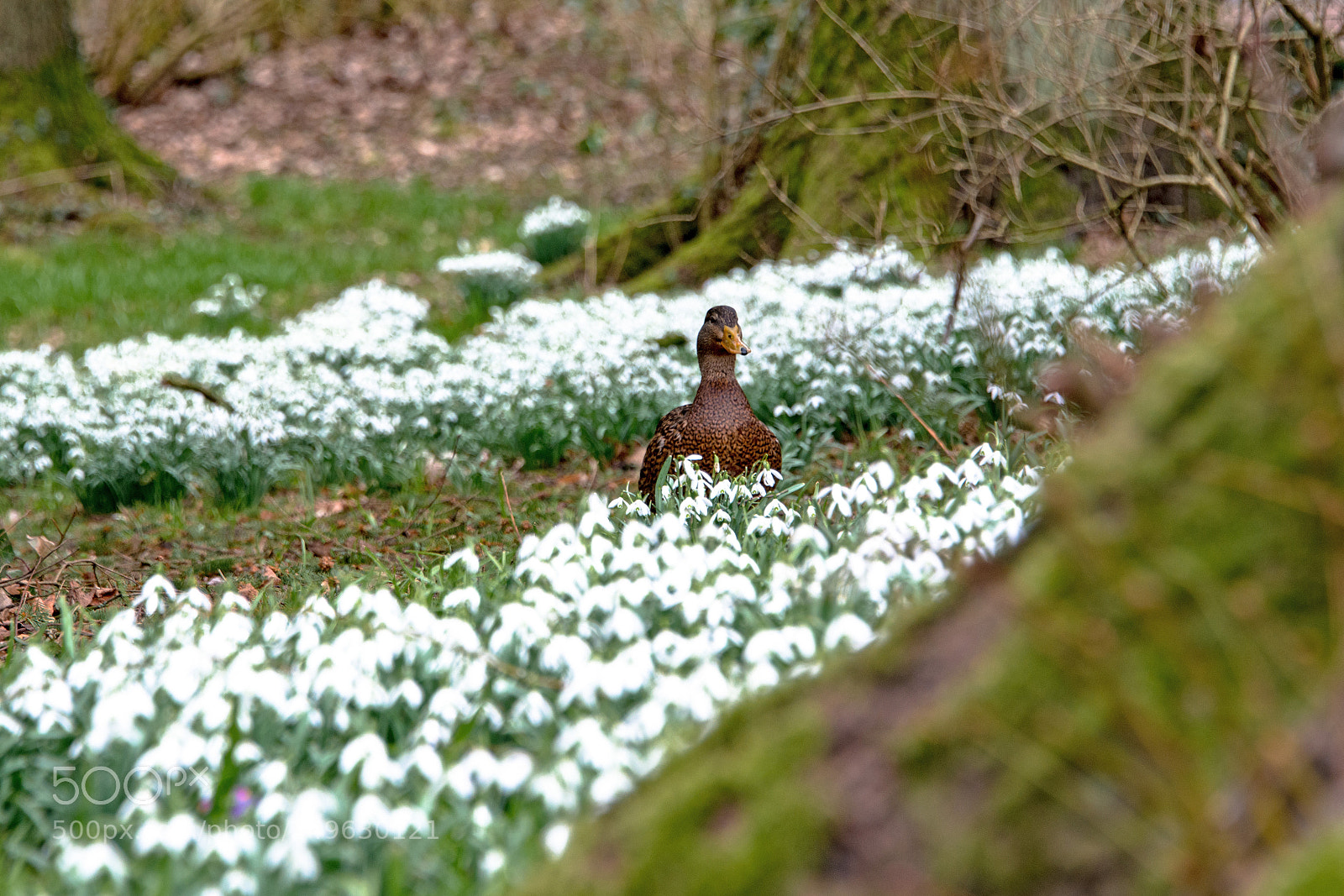 Nikon D800 sample photo. Schneeglöckchen mit ente photography