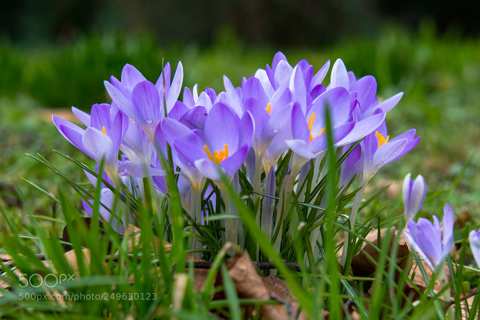 Nikon D800 sample photo. Krokus photography