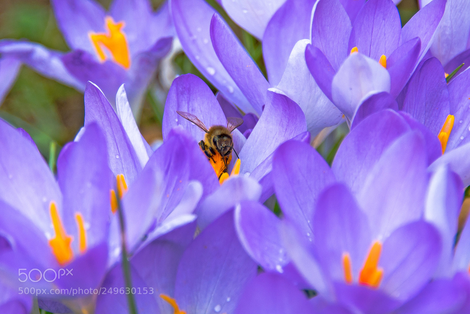 Nikon D800 sample photo. Krokus mit biene photography