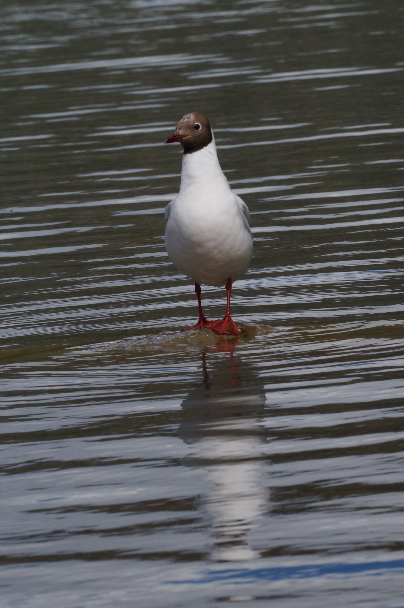 Sony DT 55-200mm F4-5.6 SAM sample photo. Dsc photography