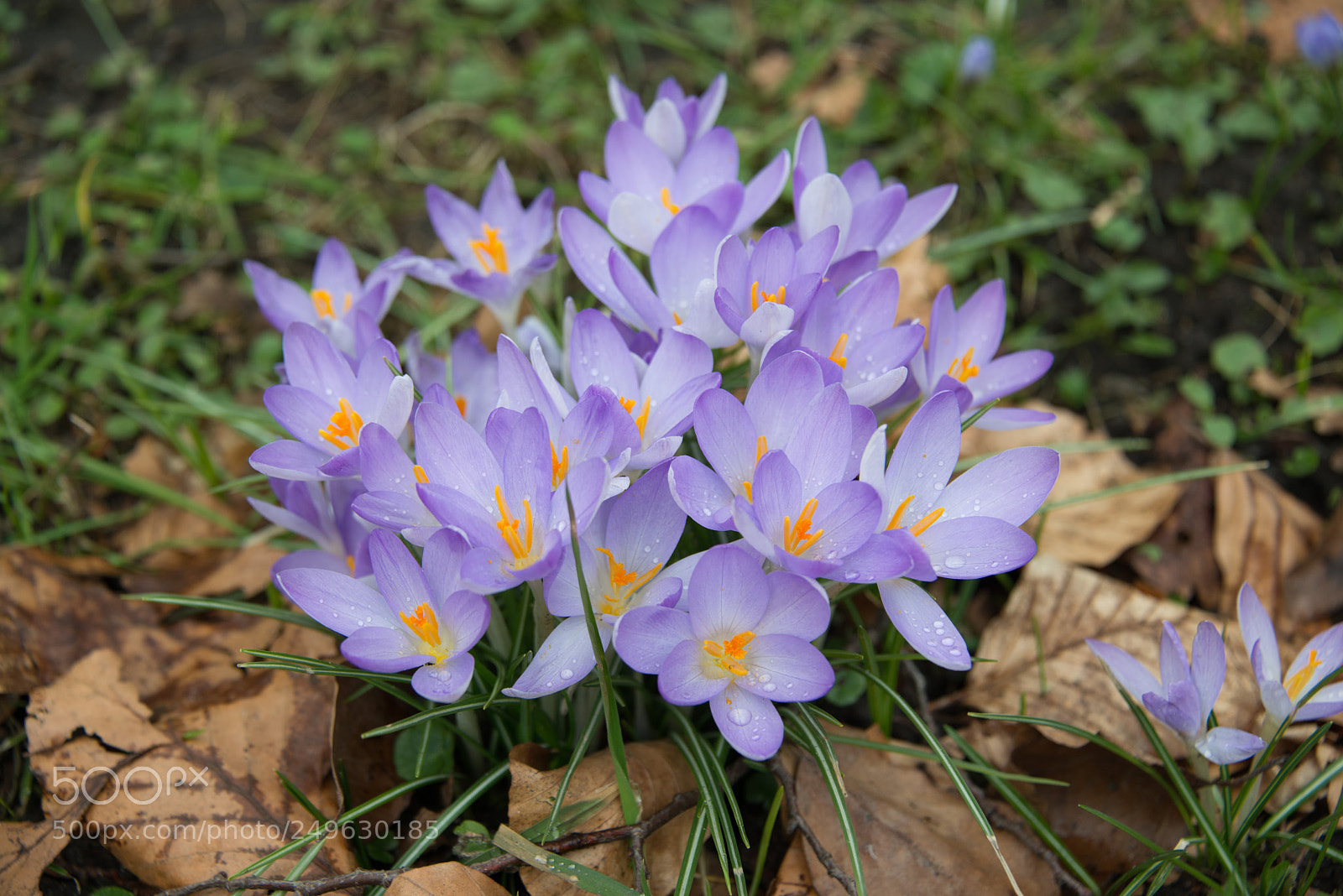Nikon D800 sample photo. Frühling photography