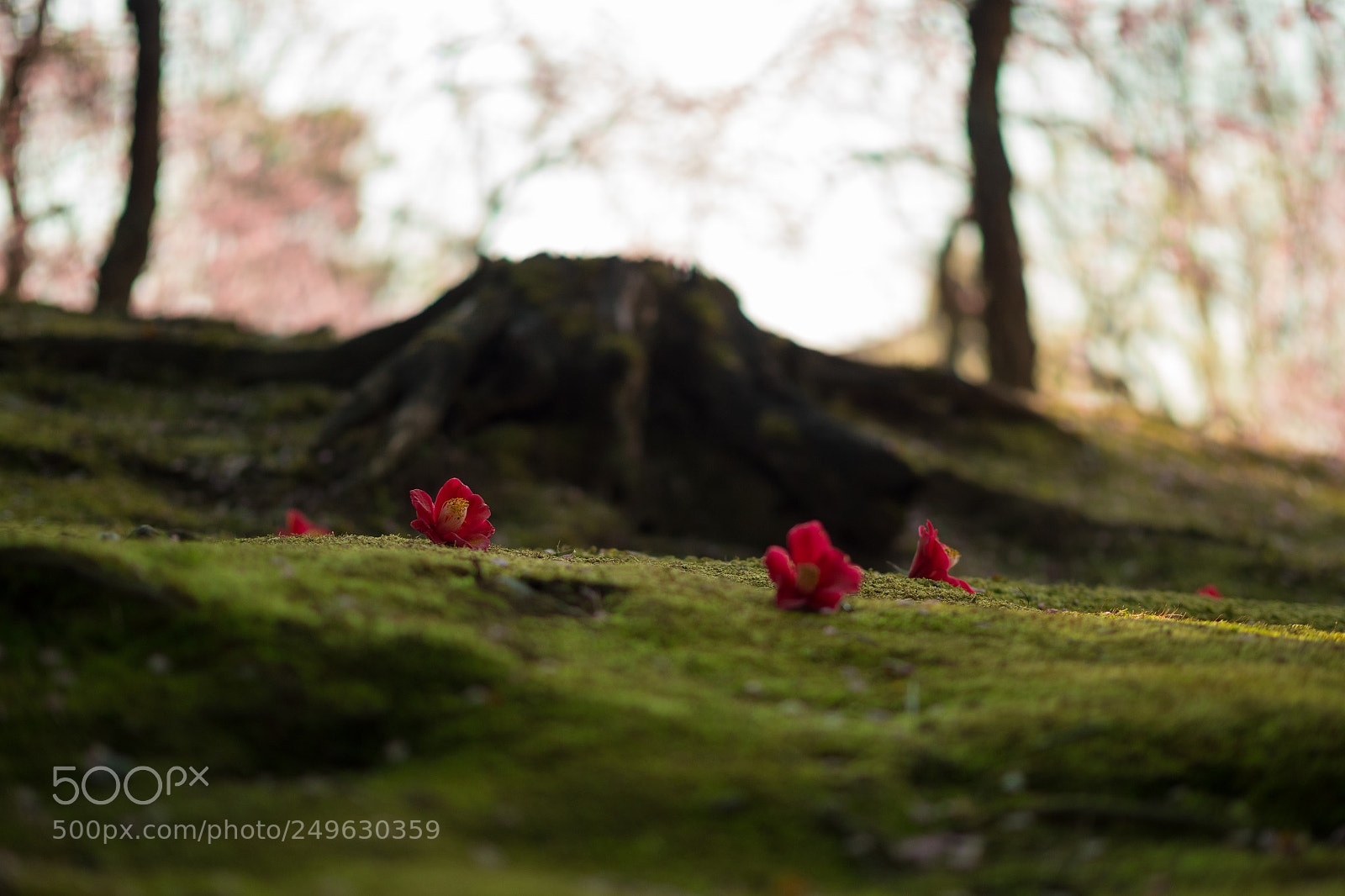 Panasonic Lumix DC-GH5 sample photo. Camellias #03 photography