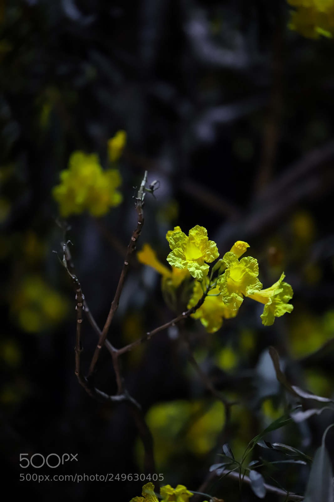 Canon EOS 6D Mark II sample photo. Blossom photography