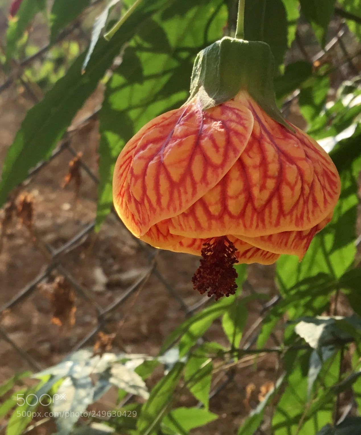 Apple iPad sample photo. Bell ornament flower photography