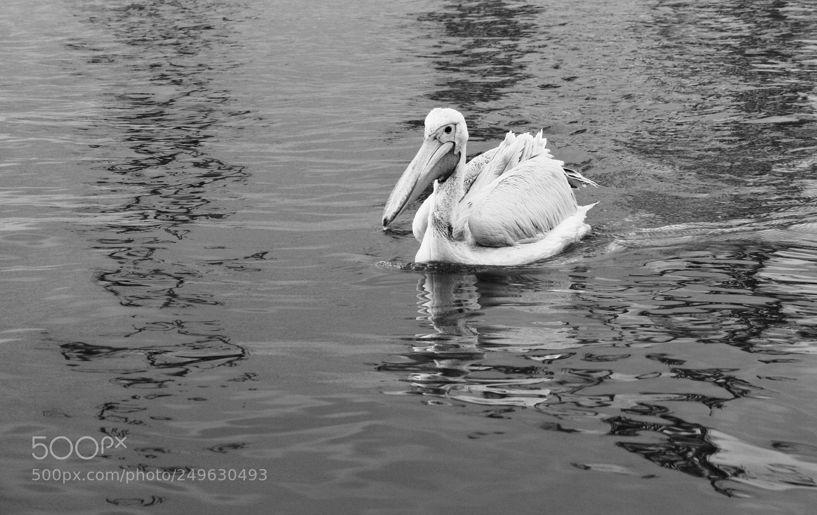 Canon EOS 1000D (EOS Digital Rebel XS / EOS Kiss F) sample photo. Lake naivasha photography