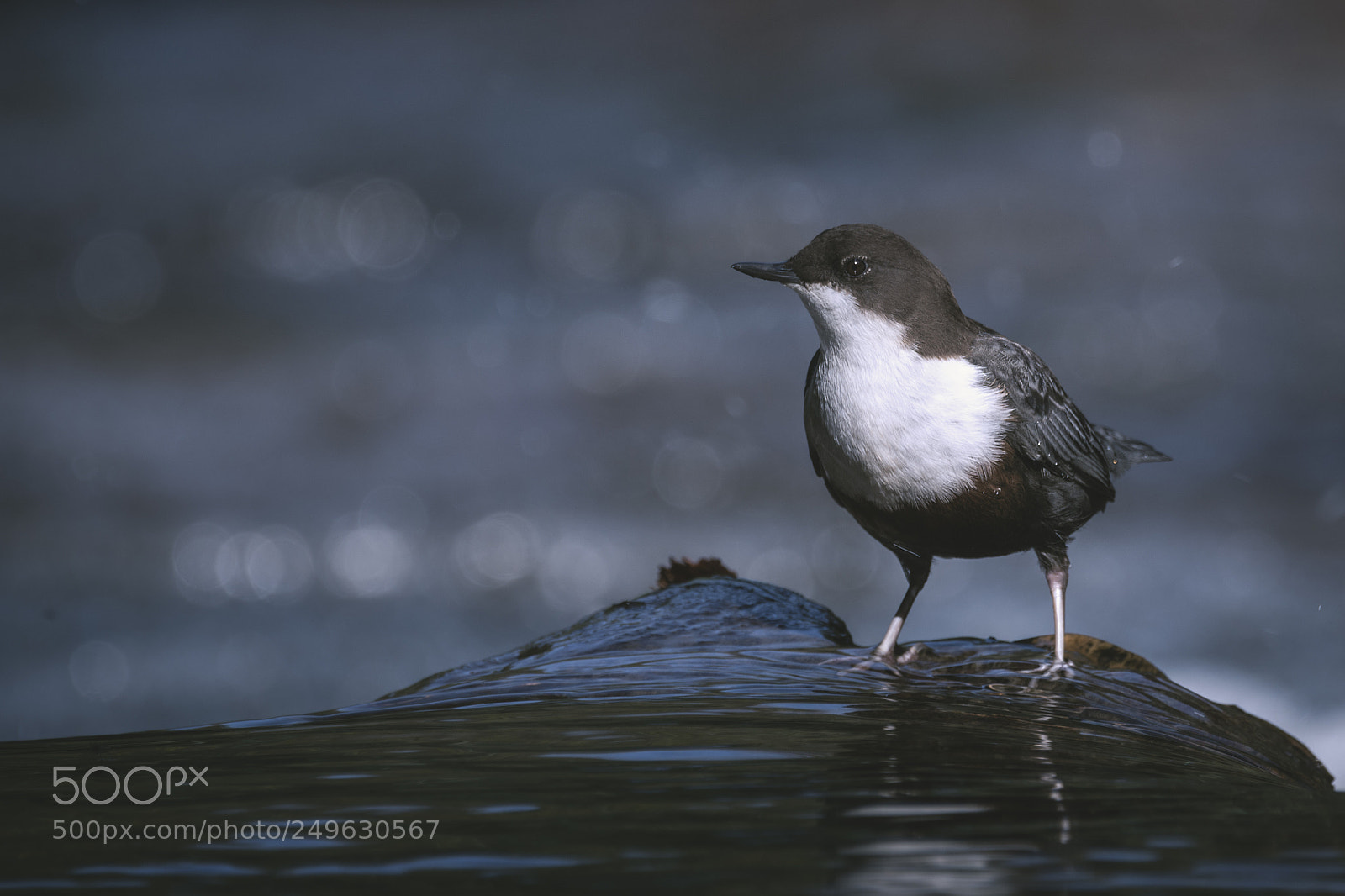 Nikon D7200 sample photo. White-throated dipper photography