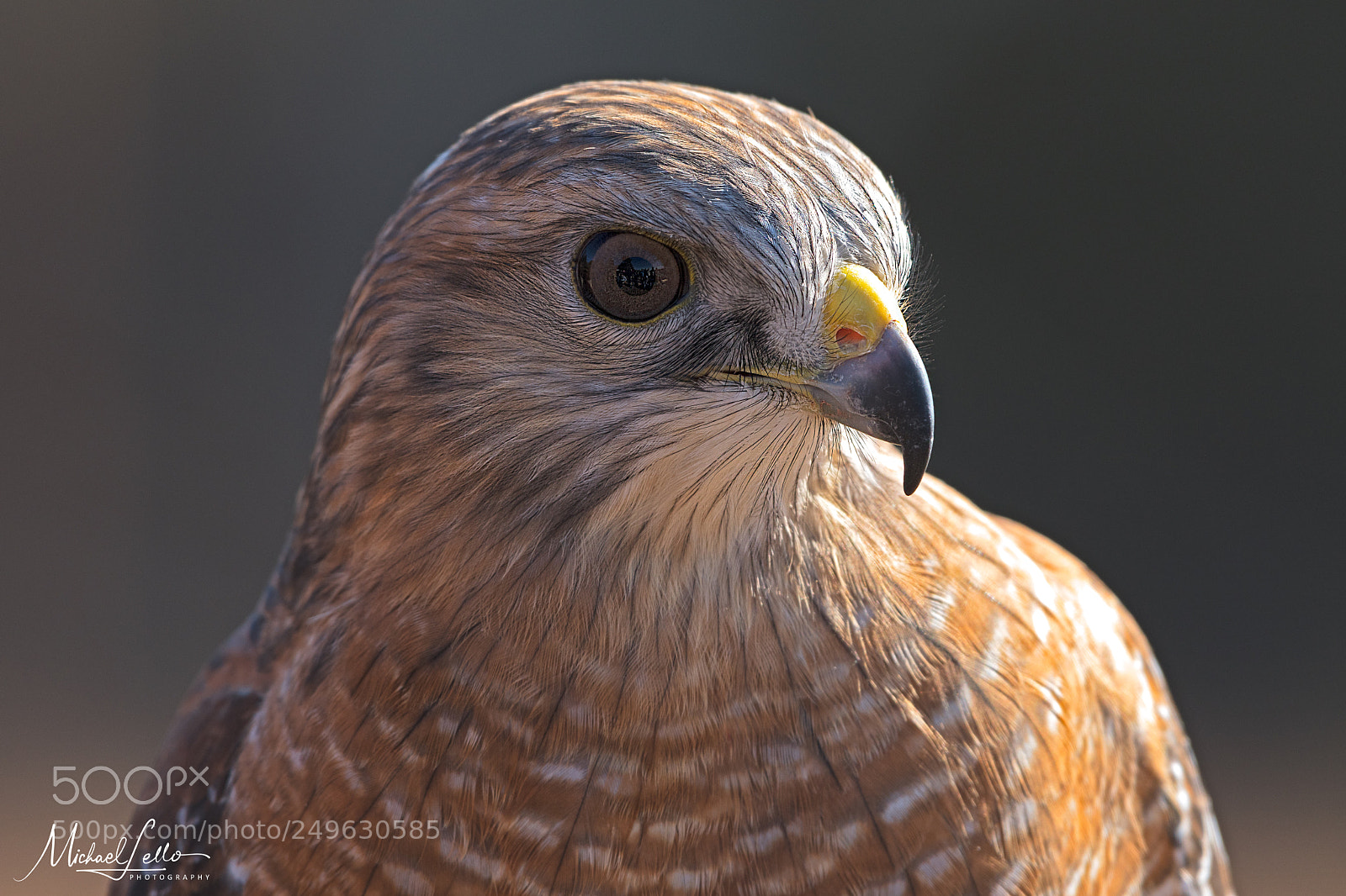 Nikon D500 sample photo. Red-shouldered hawk photography