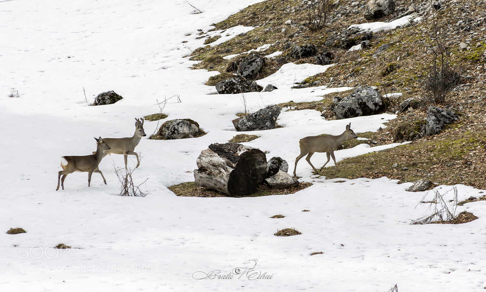Nikon D7200 sample photo. Wild life photography