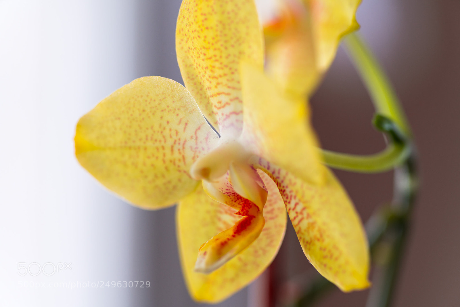 Sony a7R II sample photo. Orchidee photography