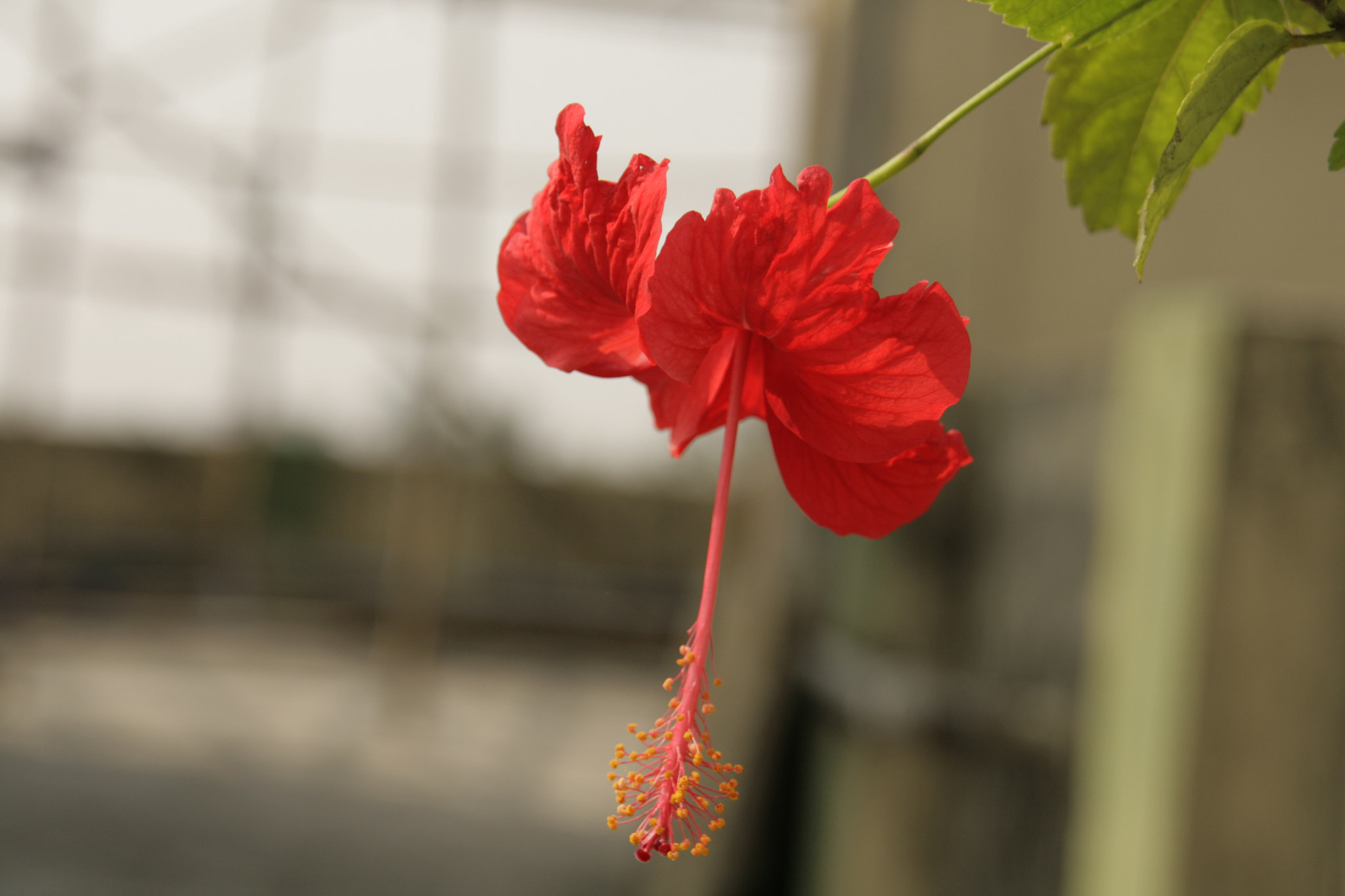 Sigma 18-200mm f/3.5-6.3 DC OS sample photo. Mg photography