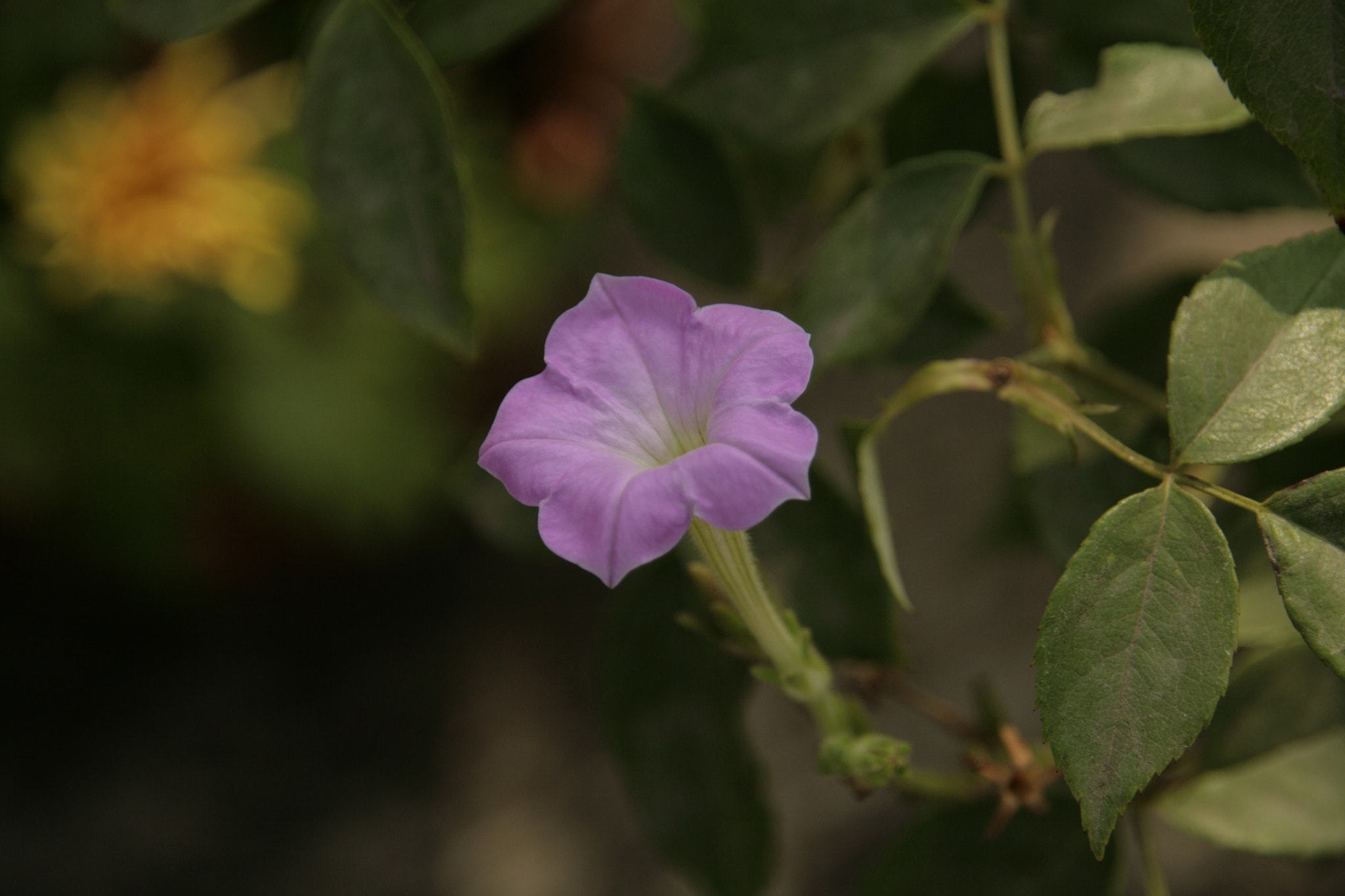 Sigma 18-200mm f/3.5-6.3 DC OS sample photo. Mg photography
