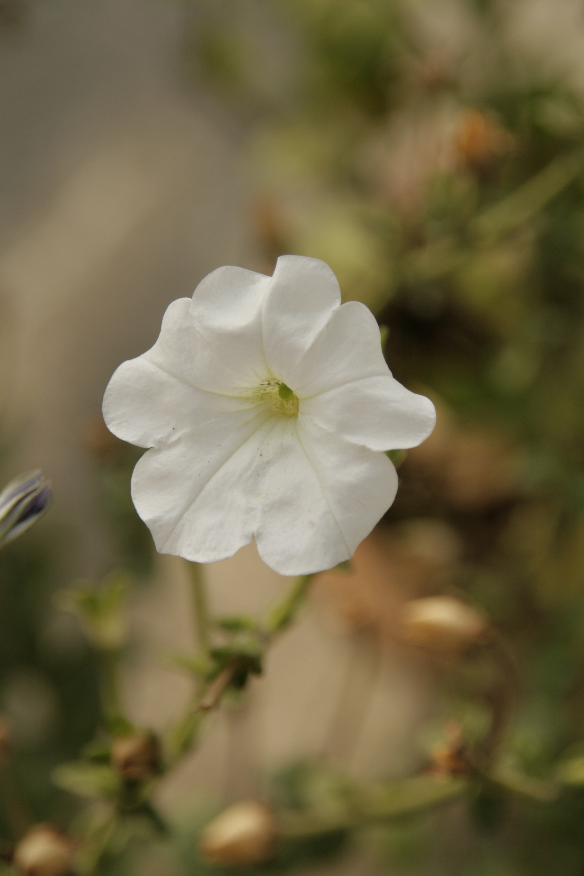 Sigma 18-200mm f/3.5-6.3 DC OS sample photo. Mg photography