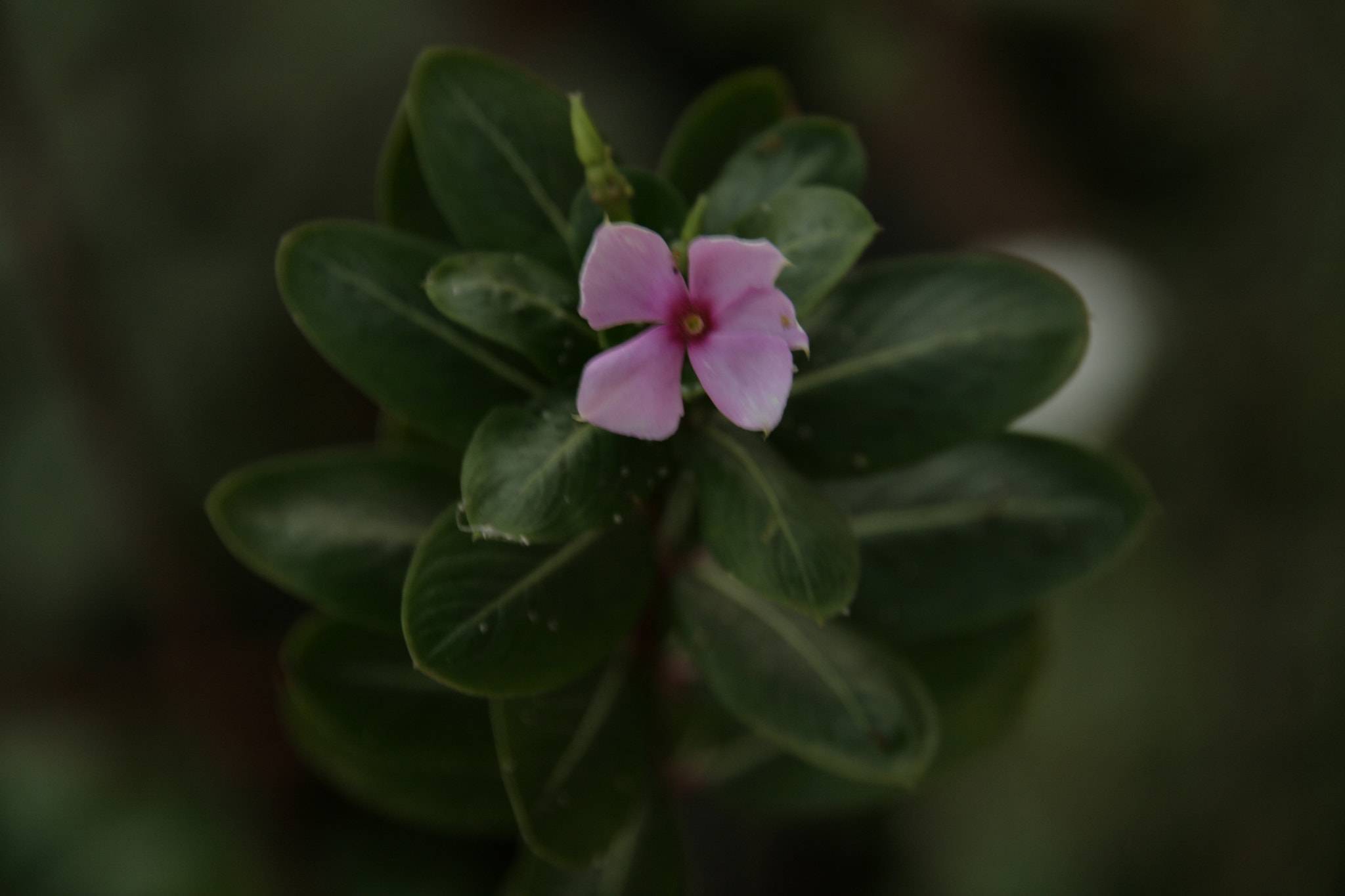 Sigma 18-200mm f/3.5-6.3 DC OS sample photo. Mg photography