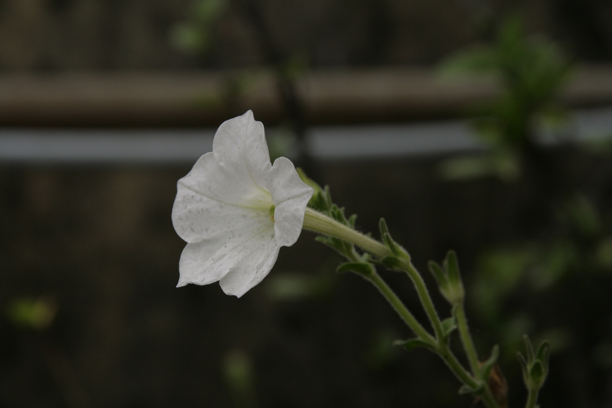 Sigma 18-200mm f/3.5-6.3 DC OS sample photo. Mg photography