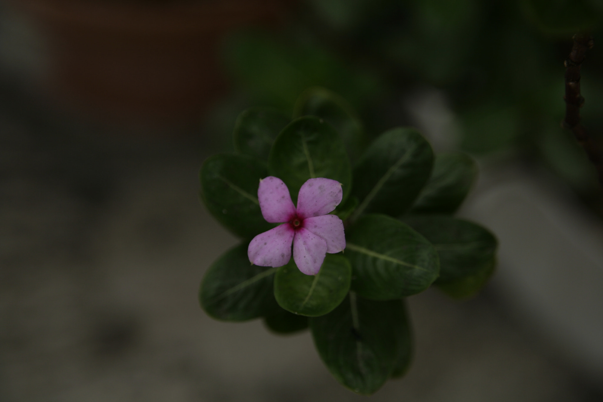 Sigma 18-200mm f/3.5-6.3 DC OS sample photo. Mg photography
