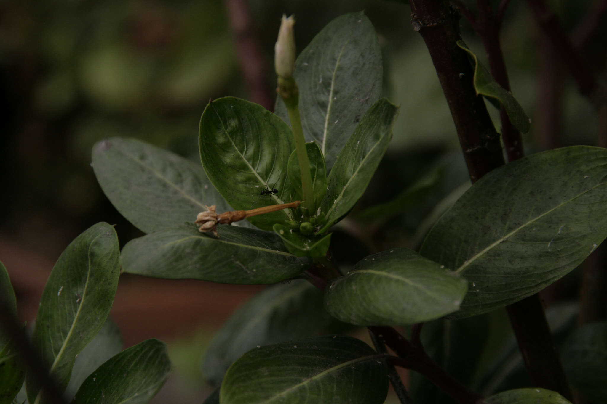 Sigma 18-200mm f/3.5-6.3 DC OS sample photo. Mg photography