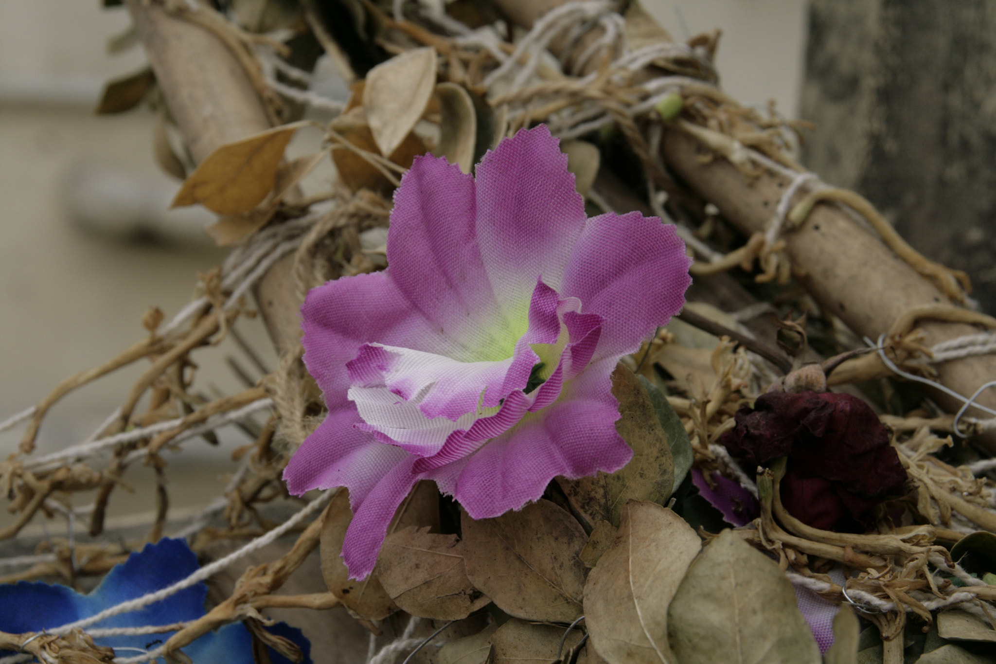 Sigma 18-200mm f/3.5-6.3 DC OS sample photo. Mg photography