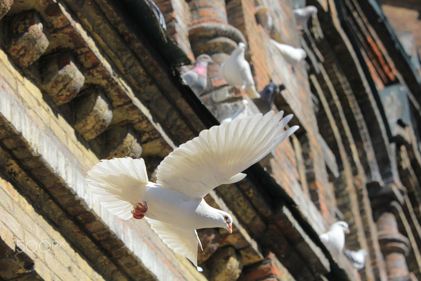 Canon EF-S 55-250mm F4-5.6 IS STM sample photo. Img photography