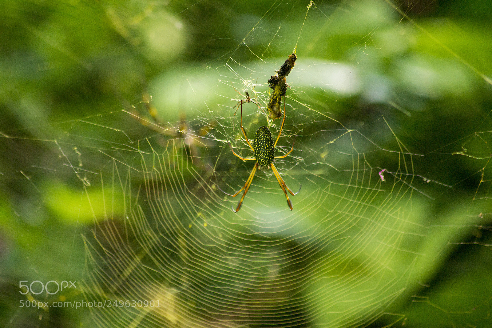 Nikon D3100 sample photo. Aranha photography