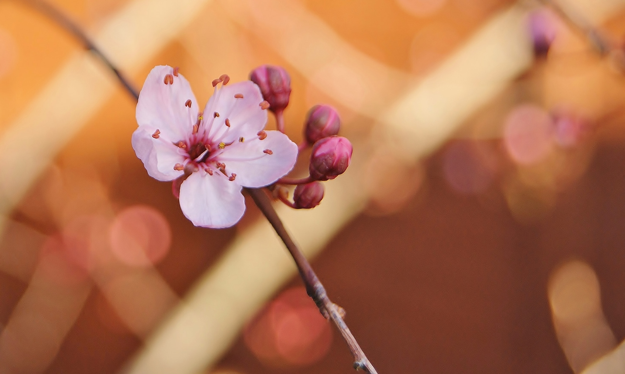 Sony Alpha DSLR-A380 sample photo. A sunset plum dream ... photography