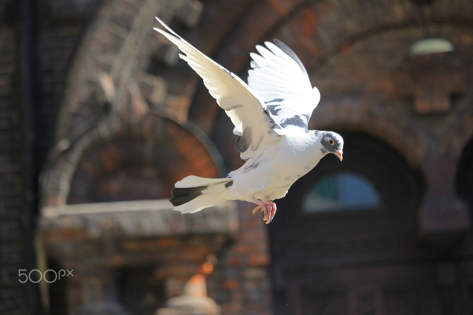 Canon EF-S 55-250mm F4-5.6 IS STM sample photo. Img photography