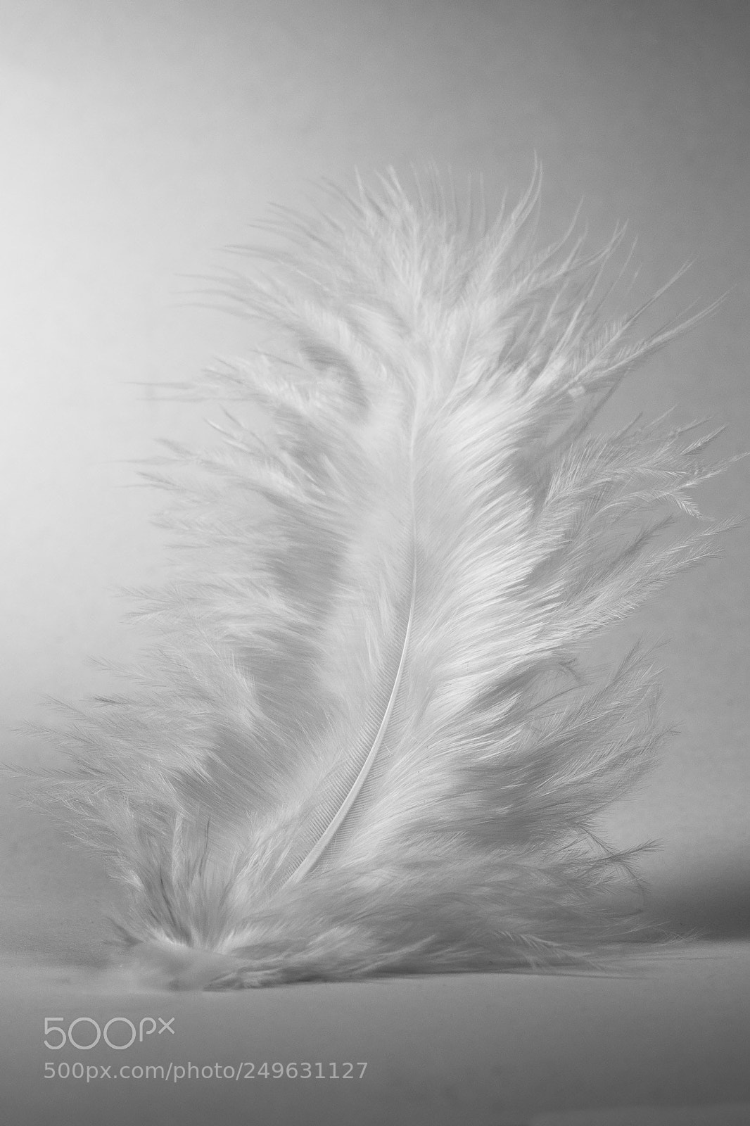 Canon EOS 7D Mark II sample photo. Feather photography