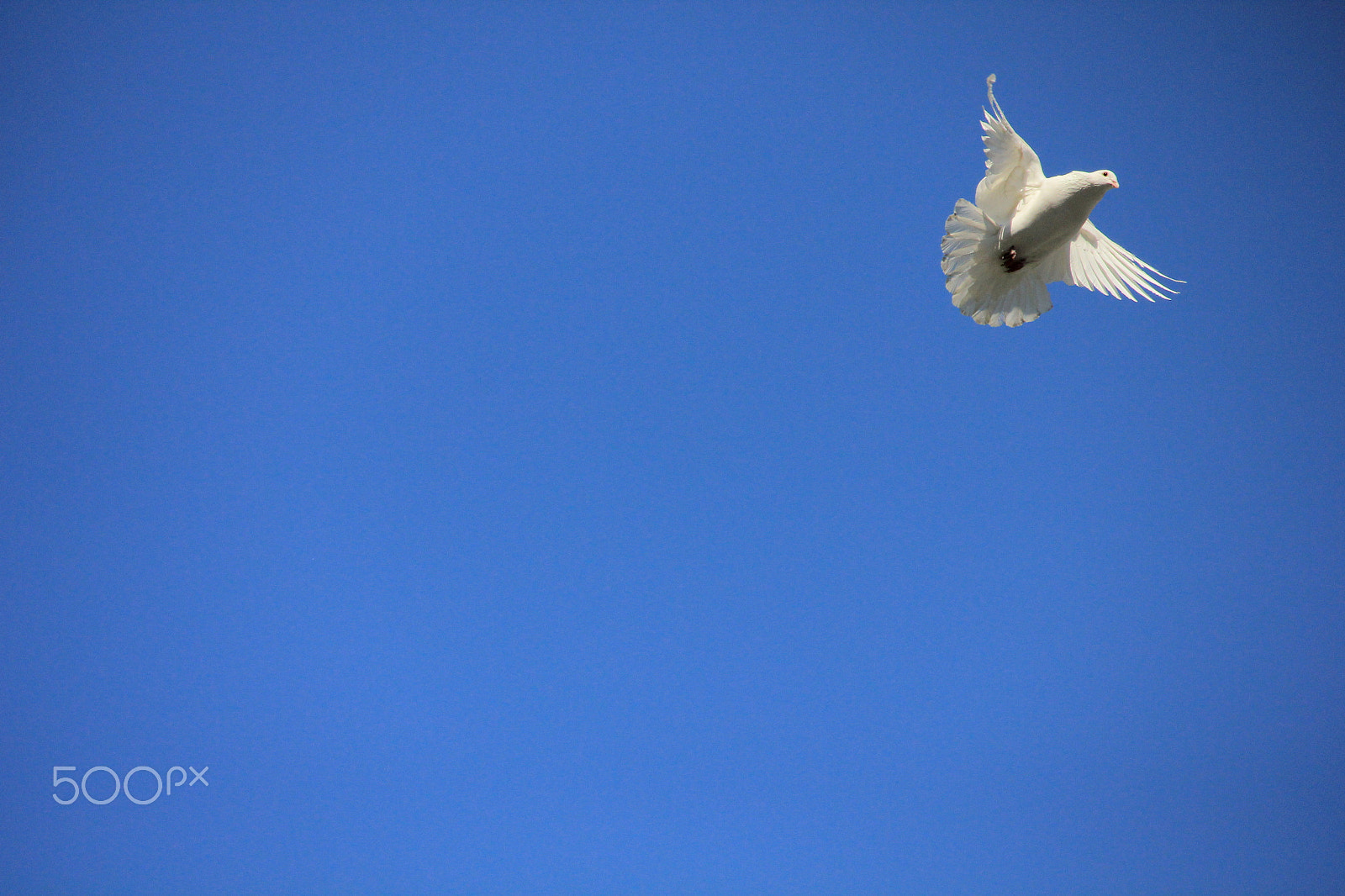 Canon EF-S 55-250mm F4-5.6 IS STM sample photo. Img photography
