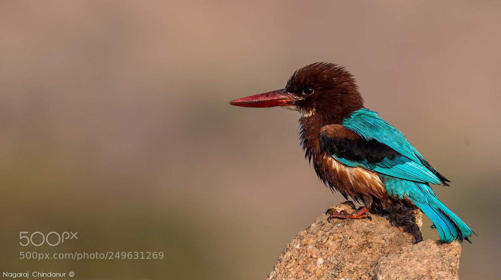 Nikon D4S sample photo. White breasted kingfisher photography