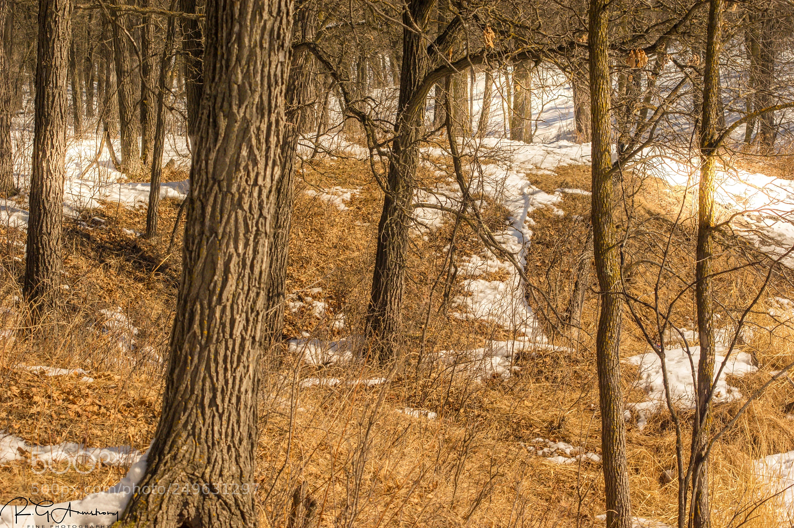 Pentax K-3 II sample photo. Along the march trail photography