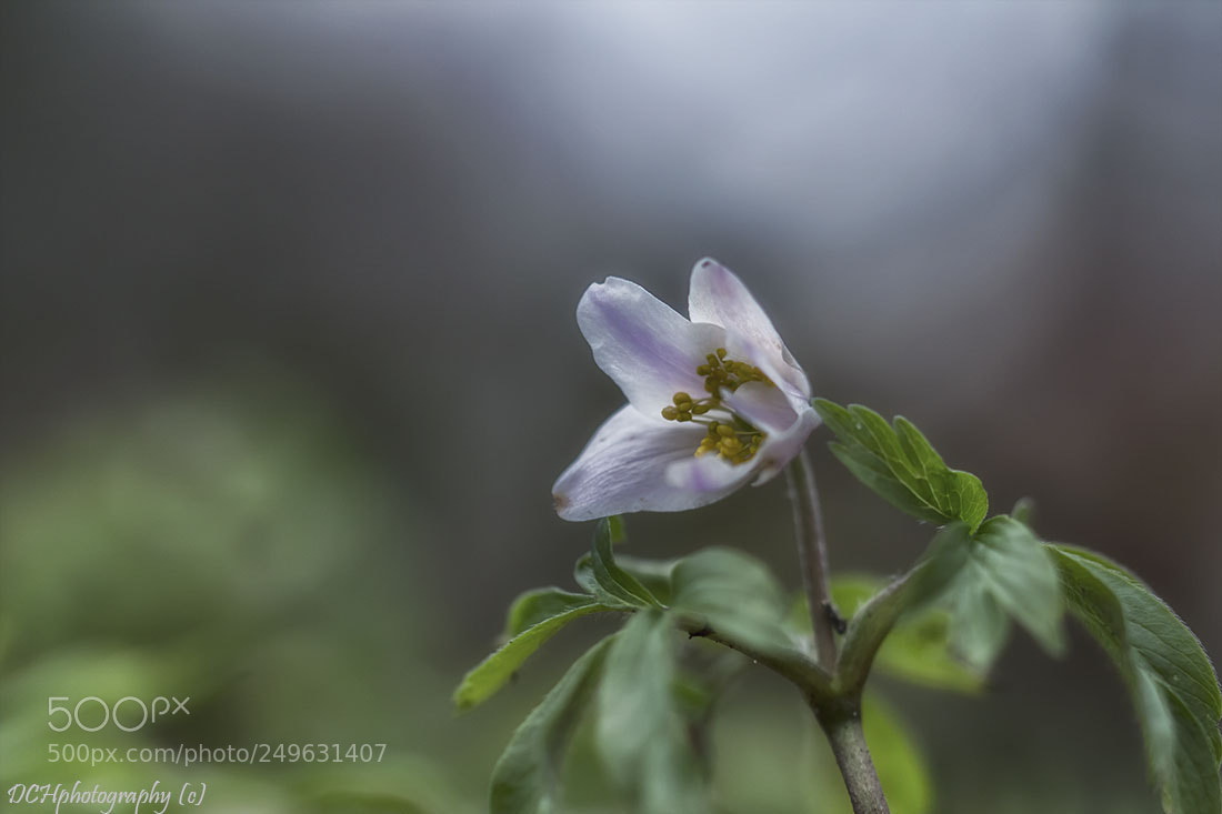 Canon EOS 650D (EOS Rebel T4i / EOS Kiss X6i) sample photo. Wood anemone photography