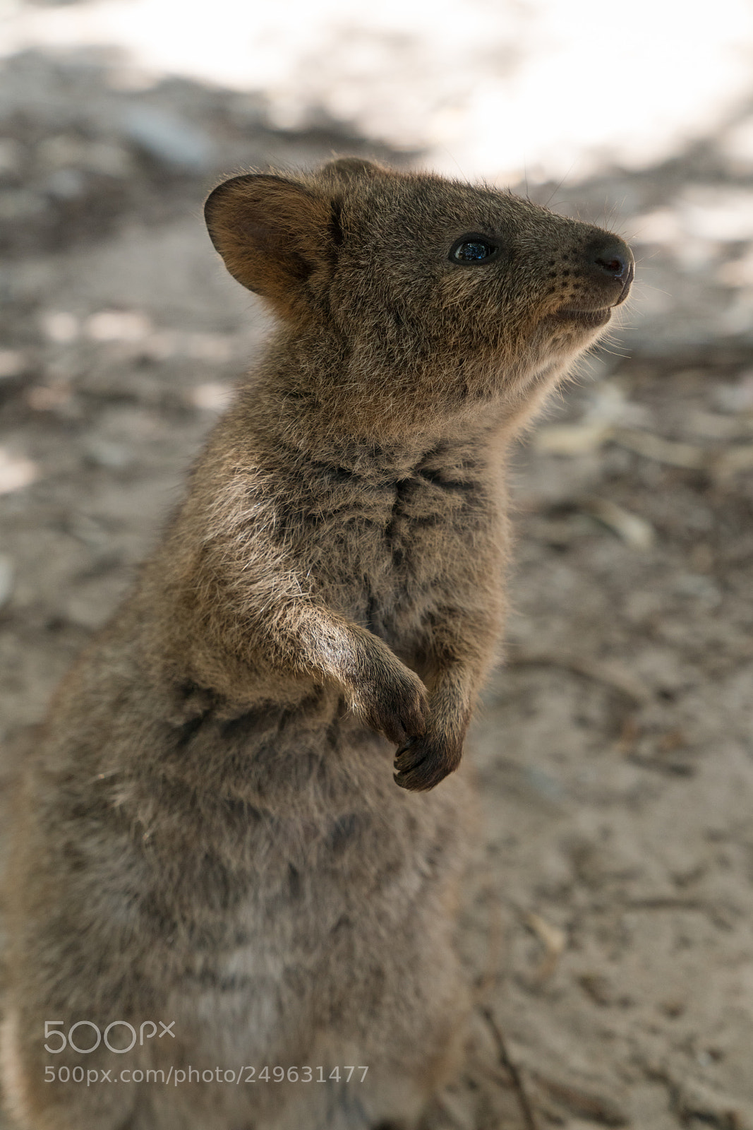 Sony a7R II sample photo. Wildlife of australia photography