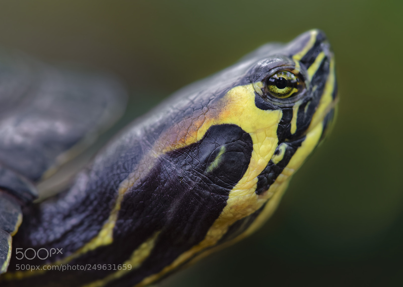 Sony a7 II sample photo. Eye of the turtle photography