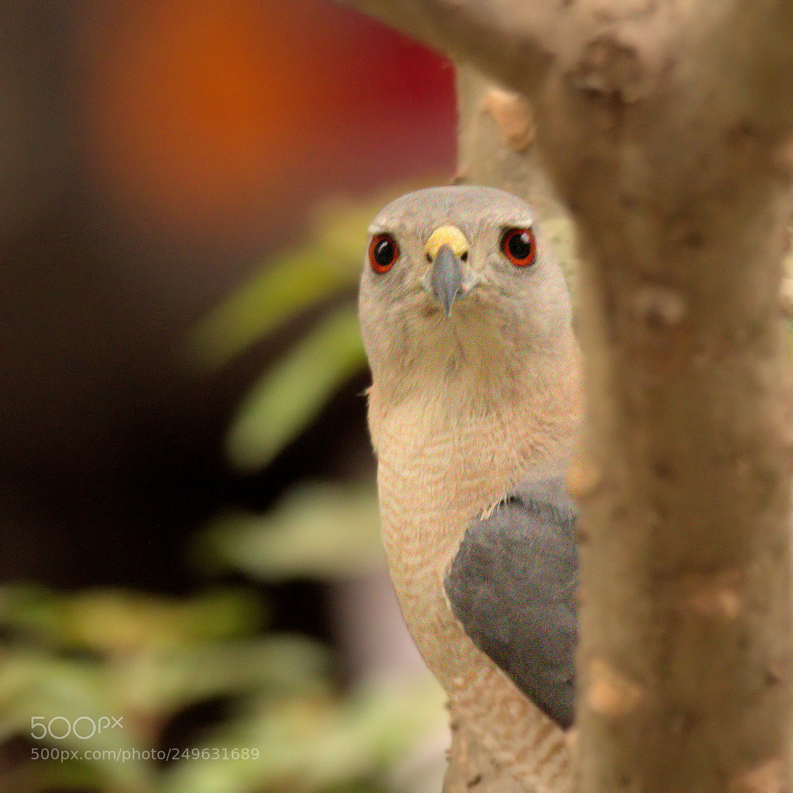Nikon D5500 sample photo. Shikra, the silent killer photography