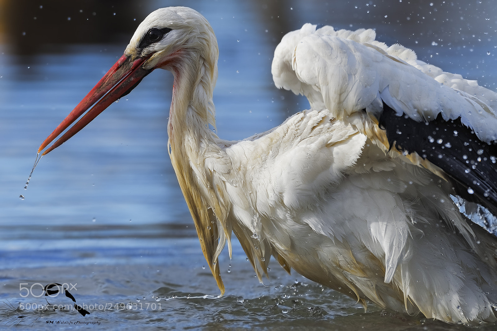 Nikon D500 sample photo. Ciconia portrait photography