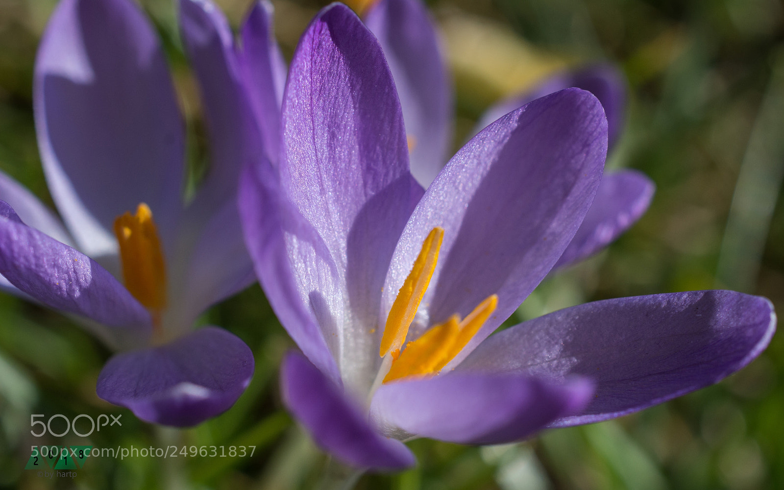 Nikon D7200 sample photo. Frühlingswünsche photography