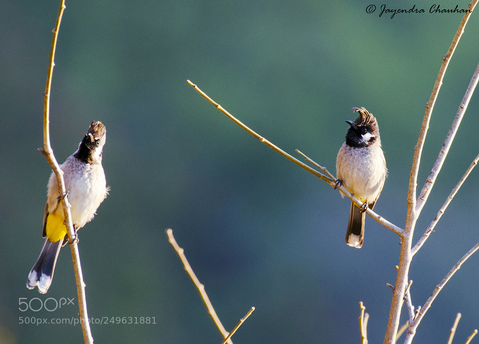 Nikon D5100 sample photo. Pair of himalayan bulbul photography