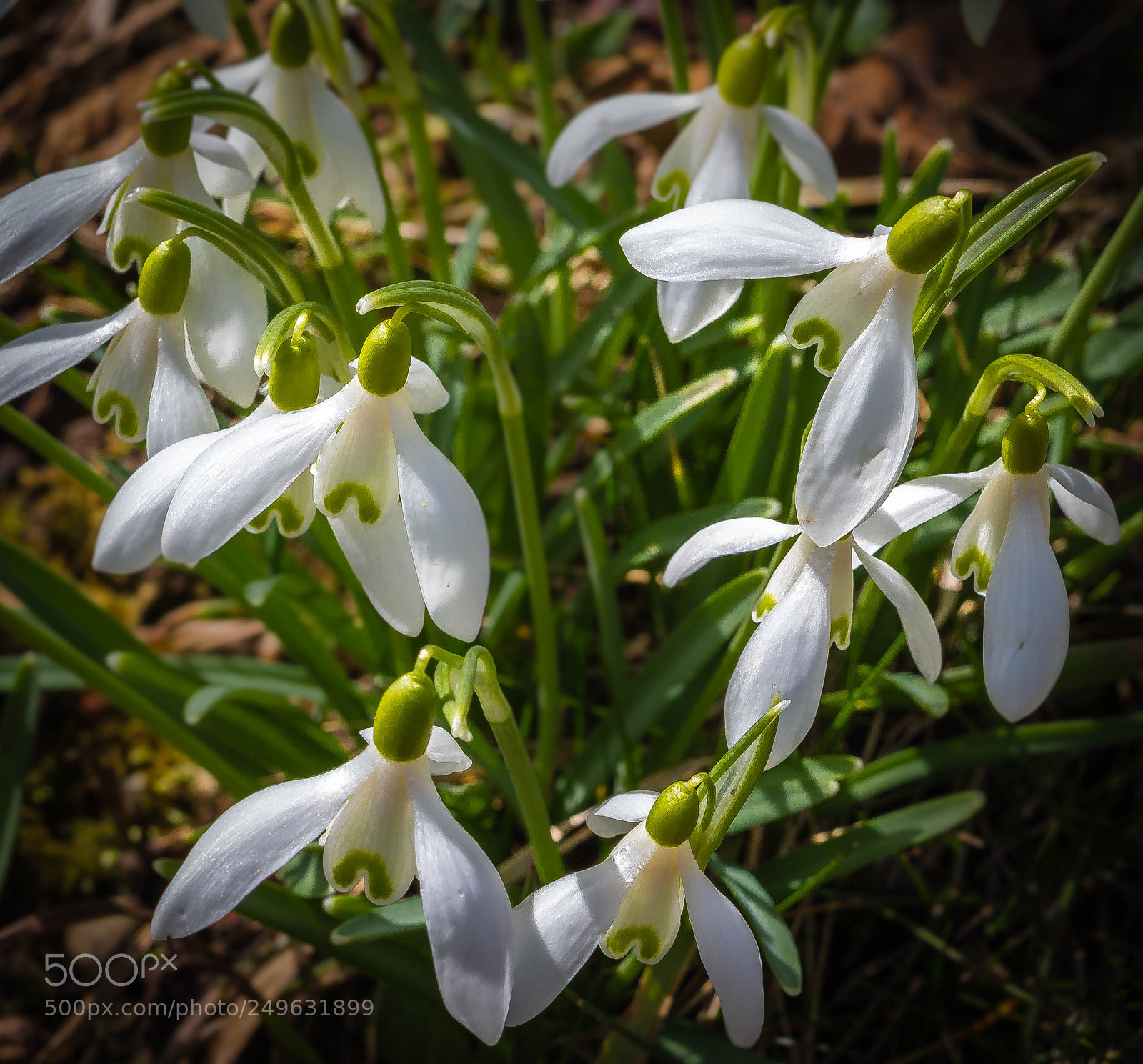 Canon EOS 700D (EOS Rebel T5i / EOS Kiss X7i) sample photo. Springtime ???    snowdrop photography