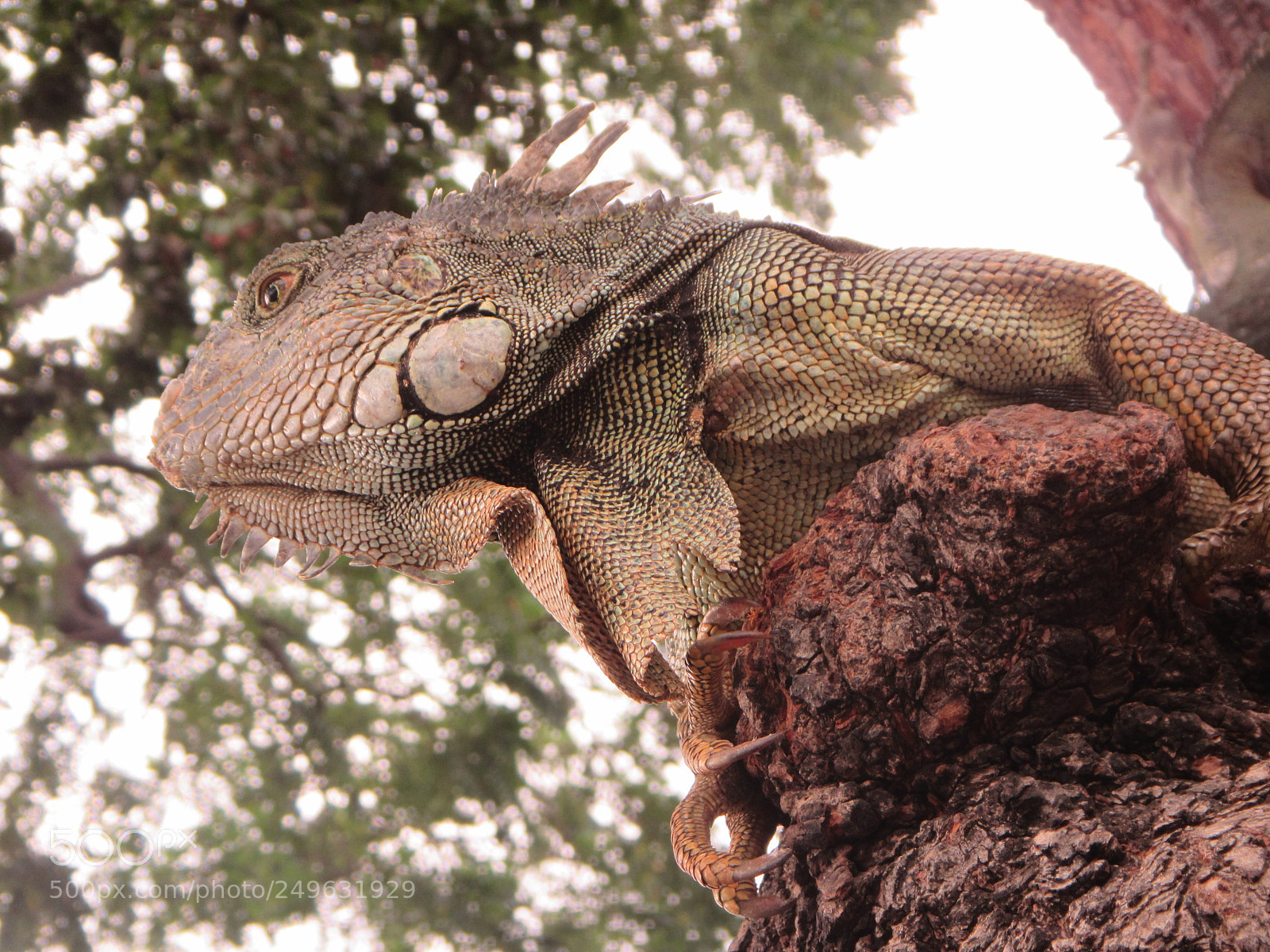 Canon PowerShot D30 sample photo. Copia photography