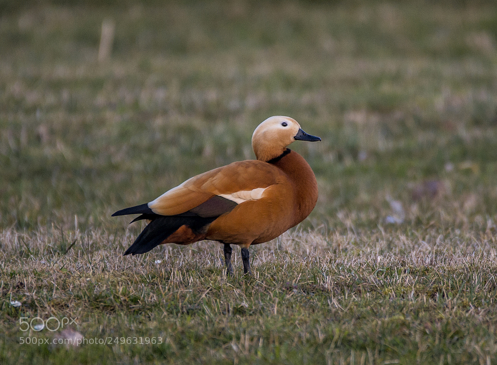 Nikon D4 sample photo. Ruddy shelduck - male photography
