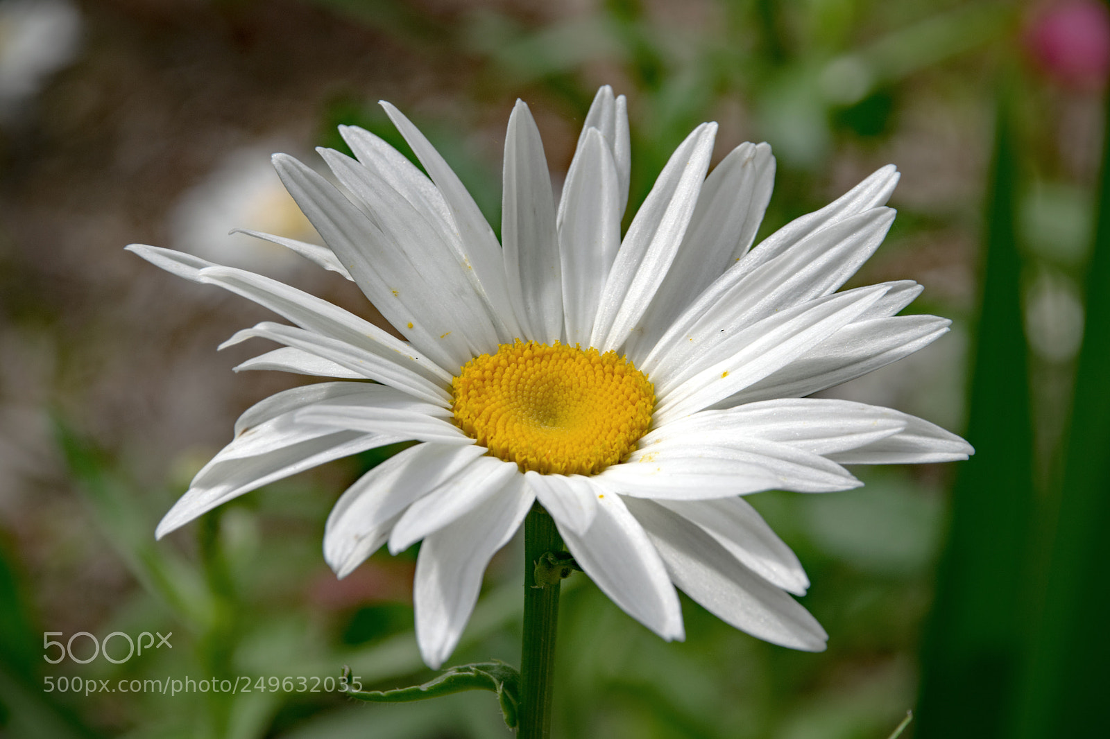 Nikon D5300 sample photo. Daisy photography