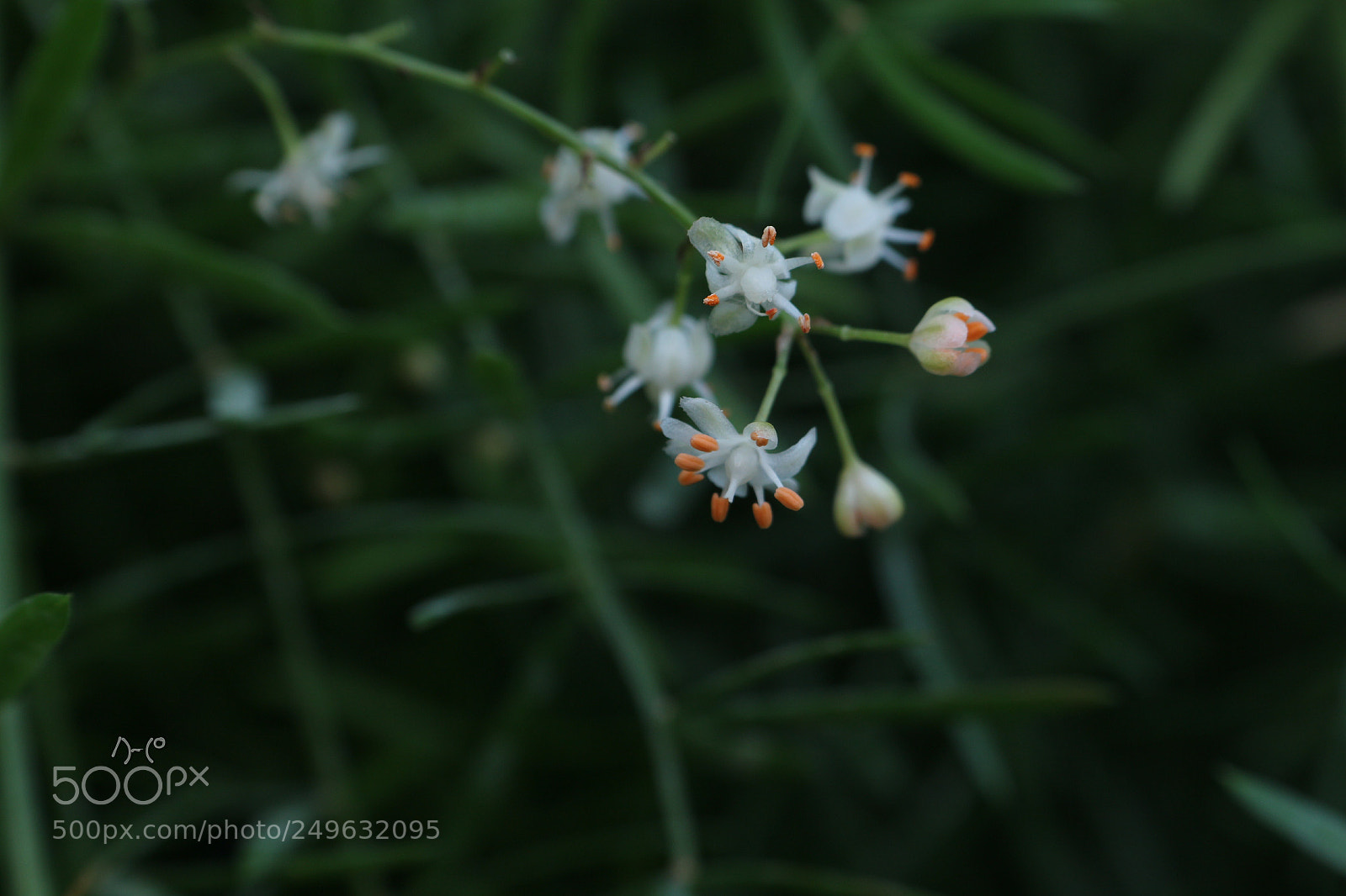 Canon EOS M10 sample photo. Tiny flower photography