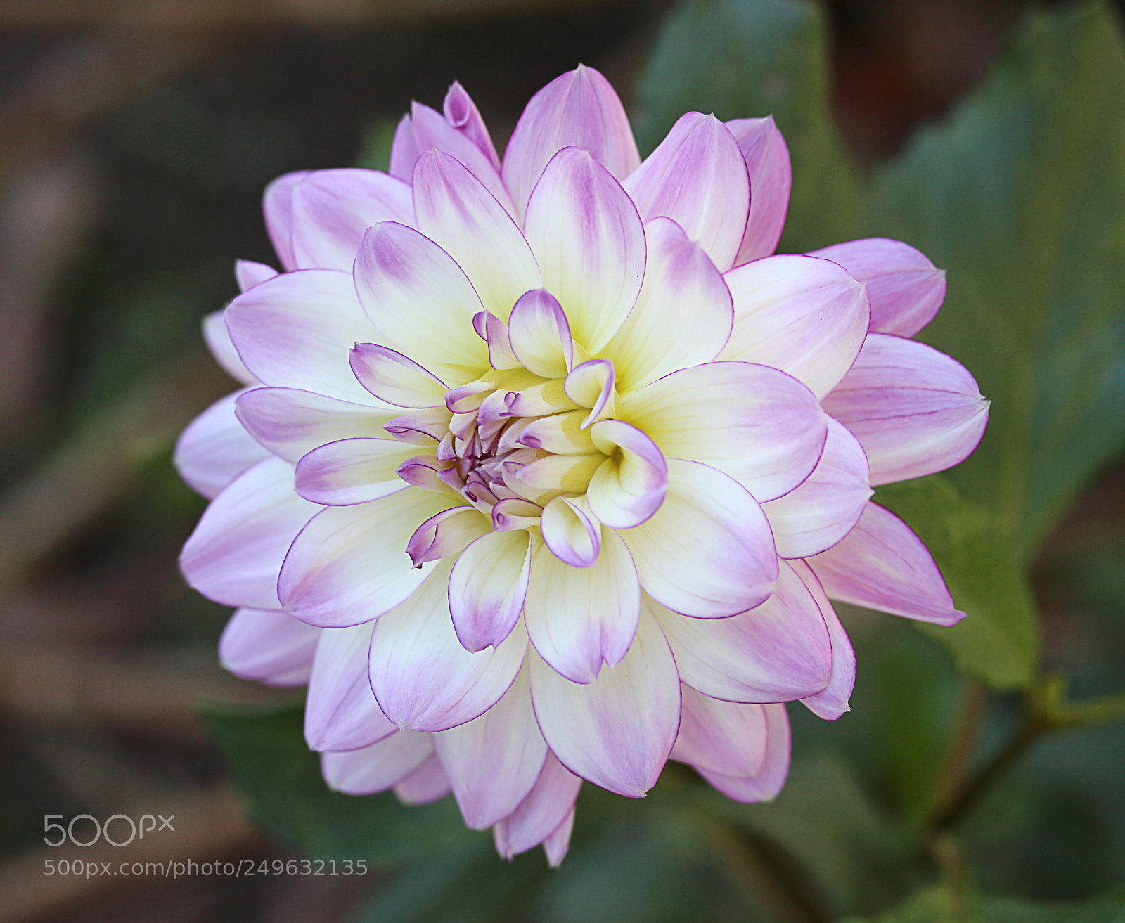 Canon EOS 650D (EOS Rebel T4i / EOS Kiss X6i) sample photo. Dahlia 1 photography