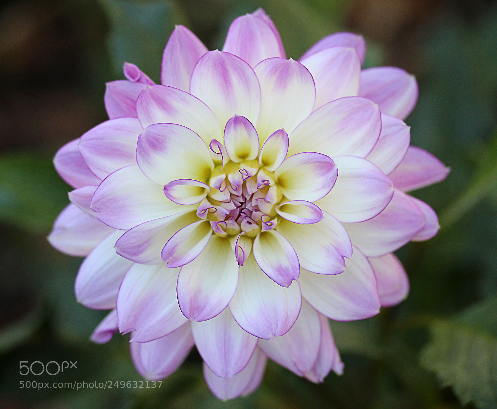 Canon EOS 650D (EOS Rebel T4i / EOS Kiss X6i) sample photo. Dahlia 2 photography