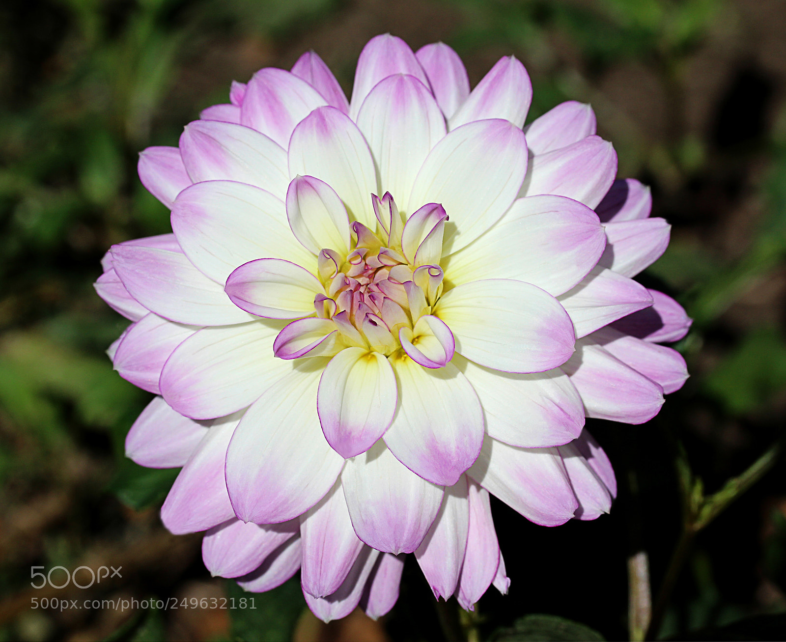 Canon EOS 650D (EOS Rebel T4i / EOS Kiss X6i) sample photo. Dahlia 3 photography